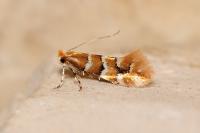 Phyllonorycter emberizaepenella