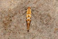 Phyllonorycter emberizaepenella