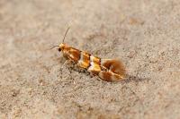 Phyllonorycter emberizaepenella