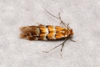 Phyllonorycter emberizaepenella