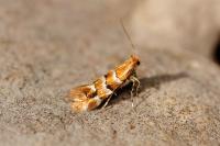 Phyllonorycter emberizaepenella