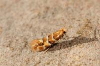 Phyllonorycter emberizaepenella