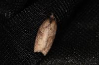 Acleris