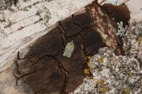 Acleris literana