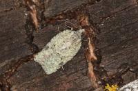 Acleris literana