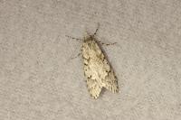 Diurnea fagella