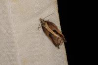 Acleris cristana