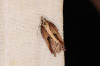 Acleris cristana