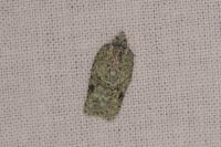 Acleris literana