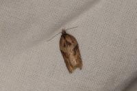 Acleris hastiana