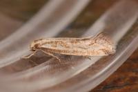 Elachista rufocinerea