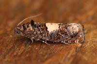 Epiblema