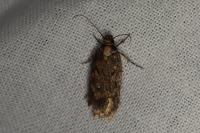 Depressaria albipunctella