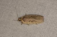 Agonopterix yeatiana