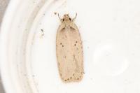 Agonopterix