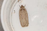 Agonopterix