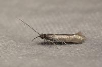 Ocnerostoma friesei
