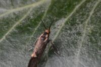 Esperia sulphurella