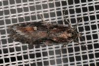 Semioscopis oculella