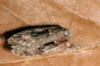 Semioscopis oculella