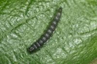 Eriocrania sangii