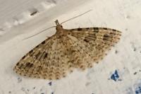 Alucita hexadactyla