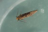 Tinea trinotella