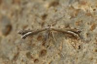 Gypsochares bigoti