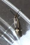 Esperia sulphurella