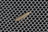 Coleophora albicosta