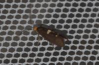 Incurvaria masculella