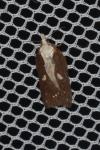 Acleris cristana