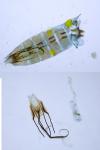 Coleophora albicosta