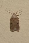 Agonopterix propinquella