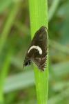 Grapholita lunulana