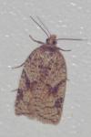 Acleris ferrugana/notana