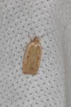 Agonopterix