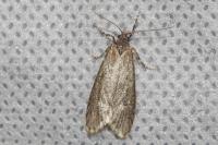 Diurnea fagella