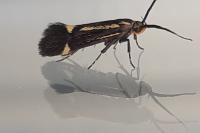 Esperia sulphurella