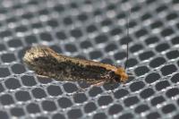 Monopis crocicapitella
