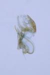 Aproaerema anthyllidella