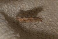 Acrocercops brongniardella