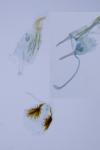 Acrocercops brongniardella
