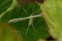 Adaina microdactyla