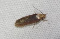 Depressaria depressana