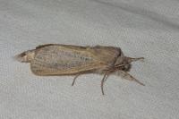 Phragmataecia castaneae