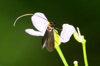 Cauchas rufimitrella