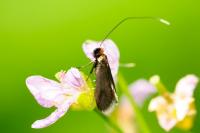 Cauchas rufimitrella