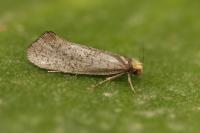 Eriocottis hispanica