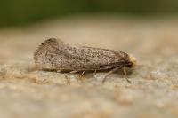 Eriocottis hispanica
